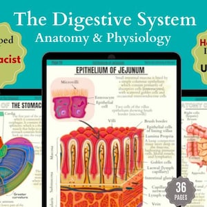 Digestive System - Anatomy and Physiology Flashcards | Nursing Student Study Guide | Gastrointestinal | RN Med Notes | Hand-drawn Notes| PDF