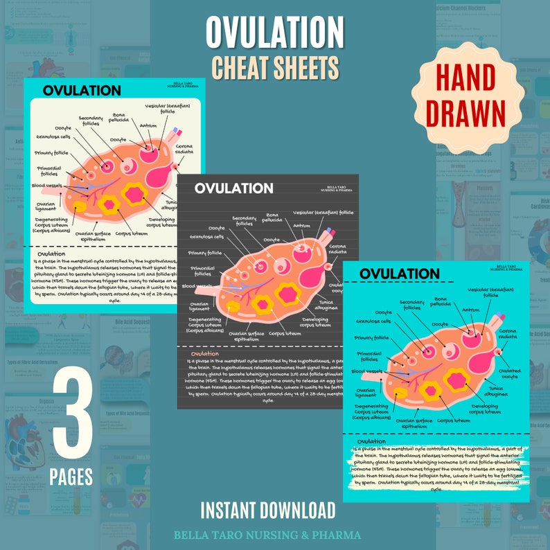 Ovulation Study Note | Anatomy Cheat Sheet | Female Reproduction System ...