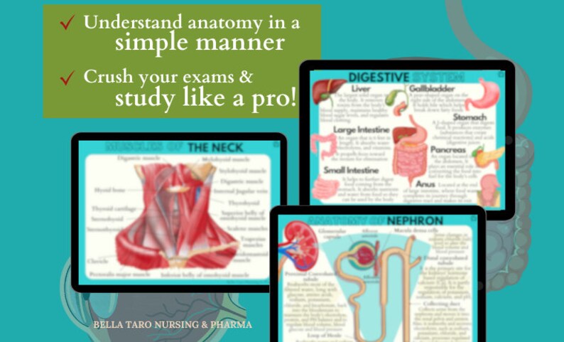 Anatomy & Physiology Flashcards | Anatomy Study Guide | Nursing School Notes | Nursing Study | Medical Notes | Instant Download PDF