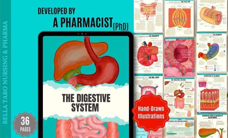 Digestive System Flashcards: Hand-drawn Anatomy & Physiology (PDF) - Etsy