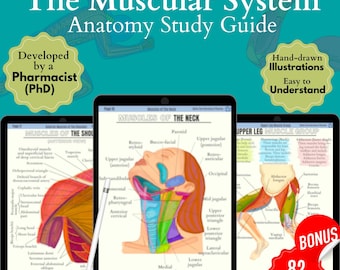 Apuntes del sistema muscular, Guía de estudio de anatomía muscular, Incluye pegatinas digitales de los músculos principales, Apuntes de la escuela de enfermería, Estudio de enfermería, Nota médica