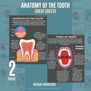 Peut inclure: Une infographie color&eacute;e illustrant l'anatomie d'une dent, avec des &eacute;tiquettes pour la couronne, le col, la racine, l'&eacute;mail, la dentine, la cavit&eacute; pulpaire et le canal radiculaire. L'infographie montre &eacute;galement les diff&eacute;rents types de dents, y compris les incisives, les canines, les pr&eacute;molaires et les molaires.