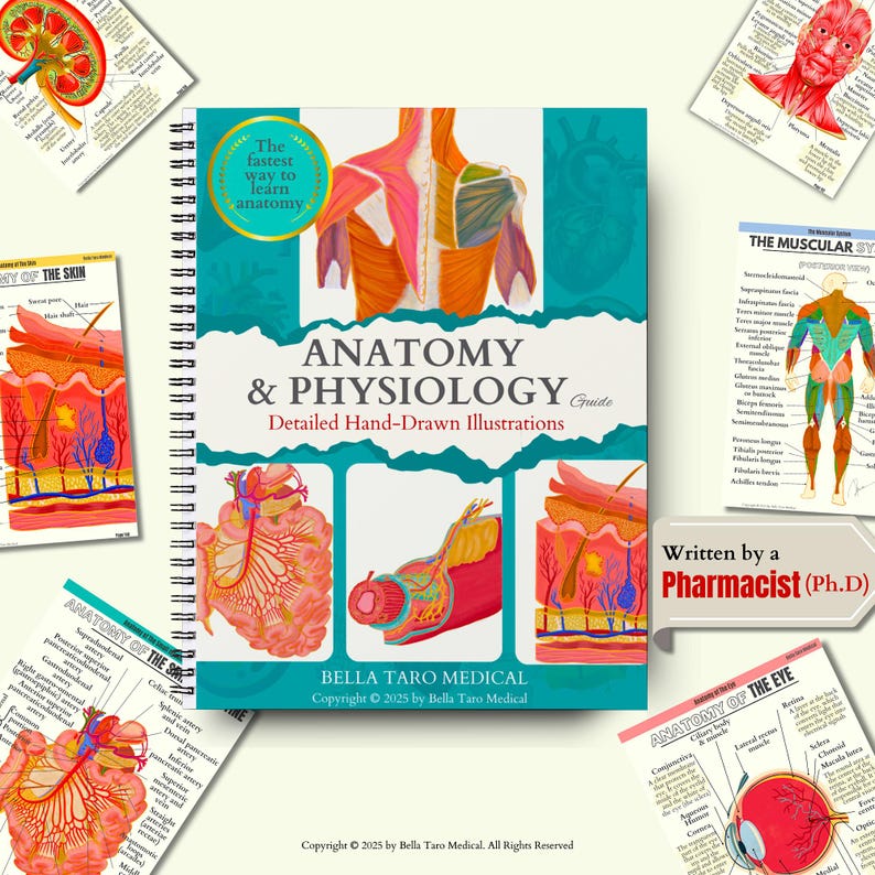 Anatomy & Physiology Study Guide | 234 Pages Hand-Drawn | Anatomy For Nursing| Nursing School Notes | Medical Notes | Human Body Systems A great gift to nurses, physician assistants, or medical students