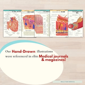 Anatomy & Physiology Study Guide | 234 Pages Hand-Drawn | Anatomy For Nursing| Nursing School Notes | Medical Notes | Human Body Systems