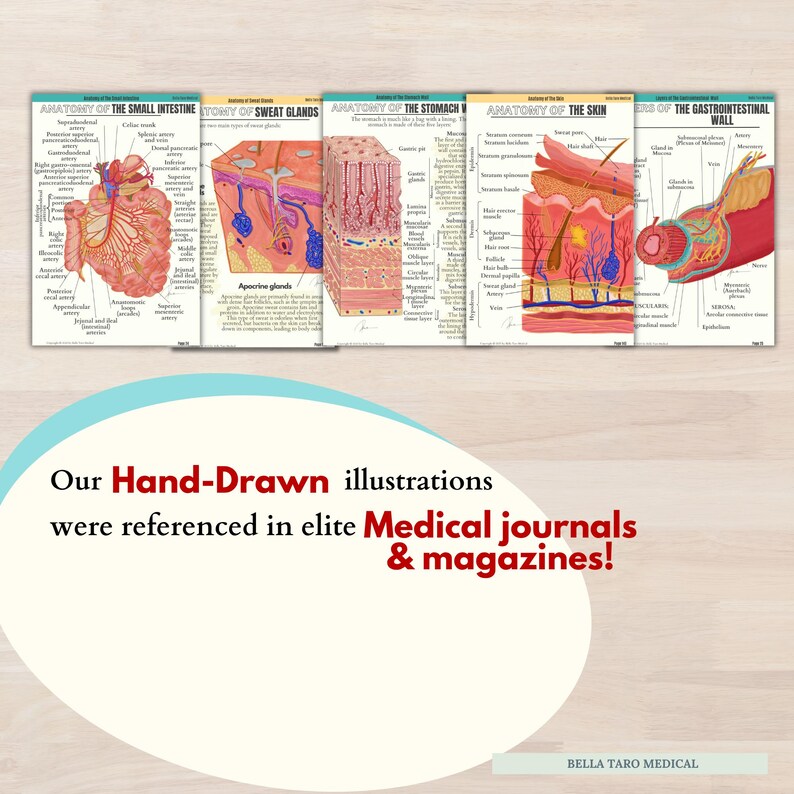 Anatomy & Physiology Study Guide | 234 Pages Hand-Drawn | Anatomy For Nursing| Nursing School Notes | Medical Notes | Human Body Systems