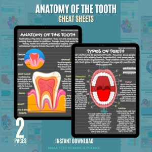 Hojas de anatomía dental / Cuadro periodontal dental / Notas de higiene dental / Asistente dental / Hoja de referencia de anatomía dental / Tipos de dientes