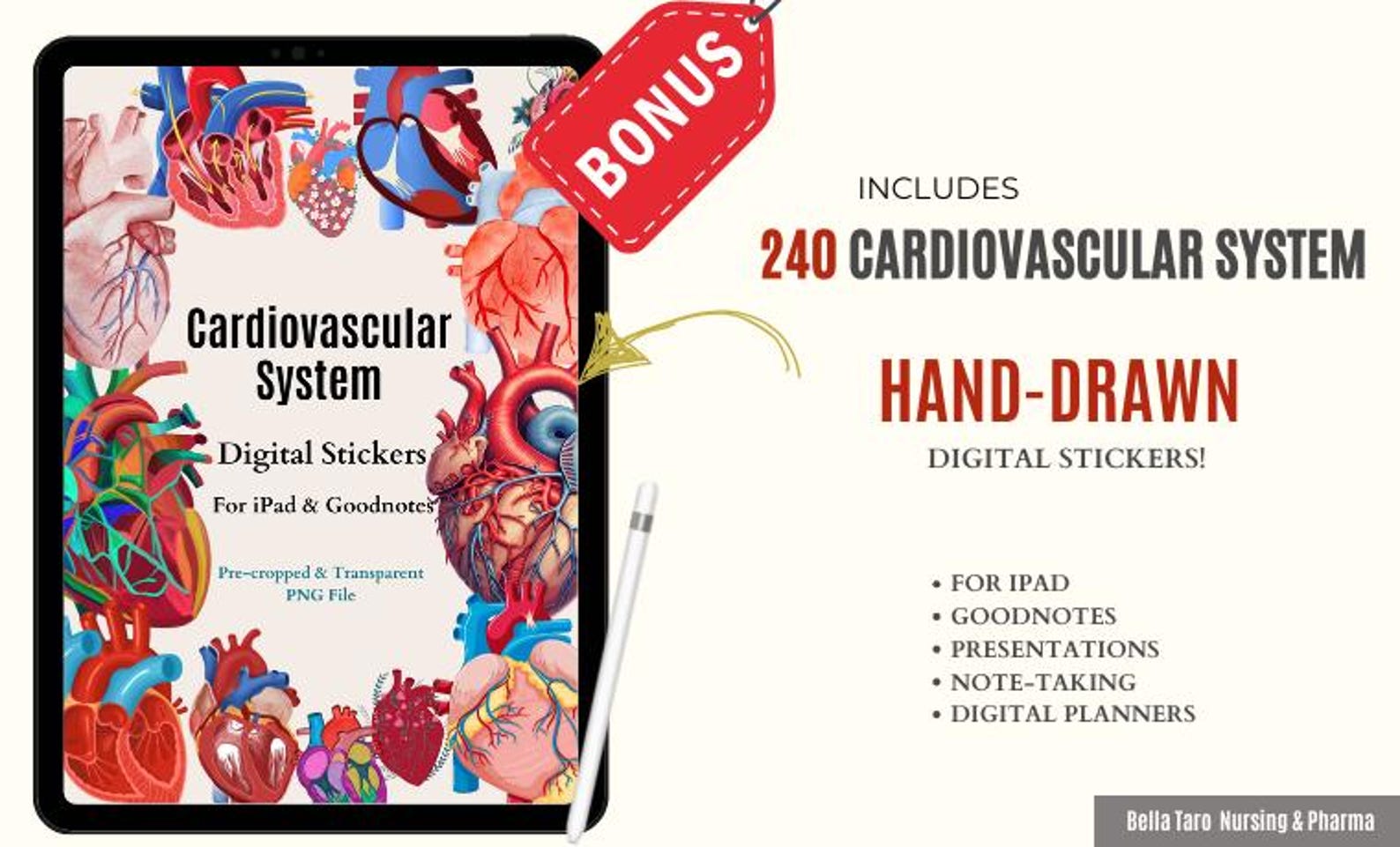 Cardiovascular System Notes, Cardiac Anatomy Study Guide, Heart Anatomy ...