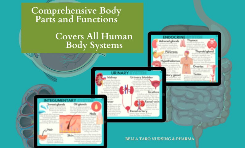 Anatomy & Physiology Flashcards | Anatomy Study Guide | Nursing School Notes | Nursing Study | Medical Notes | Instant Download PDF