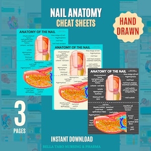 Może przedstawiać: Edukacyjne arkusze anatomii paznokci z szczegółowymi diagramami. Ilustracje pokazują płytkę paznokcia, macierz i inne kluczowe elementy. Tekst zawiera "Nail Anatomy Cheat Sheets", "Hand Drawn", "3 Pages" i "Instant Download".