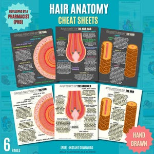 Op de afbeelding: Een set van zes educatieve haar anatomie spiekbriefjes. De vellen bevatten gedetailleerde diagrammen van haar doorsneden, haarbol anatomie en haarstructuur. De tekst bevat "Hair Anatomy Cheat Sheets" en "Hand Drawn".