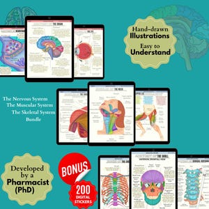 Muscular, Nervous, Skeletal Systems Anatomy Bundle | Hand-drawn illustrations | Free Anatomy Stickers | Nursing School Study Notes |PDF