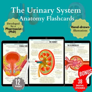 Urinary System Anatomy Notes, Hand-drawn Renal System Anatomy Study Guide, Include FREE Kidneys & Nephrons Stickers, Nursing Student Notes