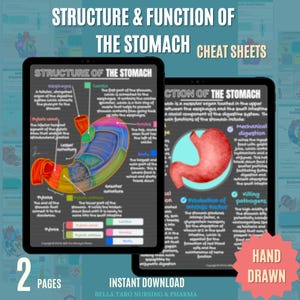 Structure of the Stomach Sheets | Hand-drawn Stomach Anatomy Diagram| Function of The Stomach | Digestive System Anatomy Cheat Sheet