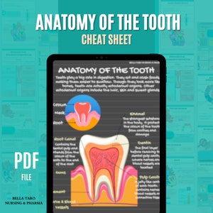 Anatomy of the Tooth Study Note | Tooth Anatomy Cheat Sheet | Types of Teeth | Dental Hygiene Anatomy Notes | Dental Assistant Study Guide