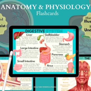 Anatomie & Physiologie Bildkarten | Anatomie Studienführer | Pflegeschule Notizen | Pflegestudie | Medizinische Hinweise | Sofort Download PDF