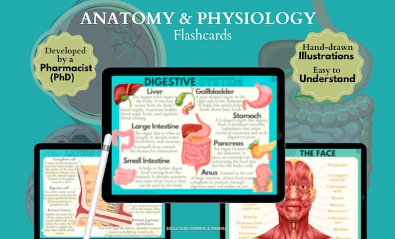 Anatomy & Physiology Flashcards | Anatomy Study Guide | Nursing School Notes | Nursing Study | Medical Notes | Instant Download PDF