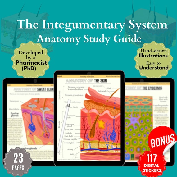 Integ System Skin Integumentary System Skin