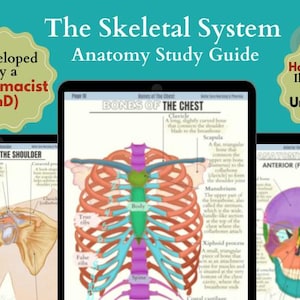 Skull & Skeletal System Anatomy Study Guide Bundle | Intro to Anatomy Printable Worksheets| Nursing School Study Notes | Medical Note | PDF