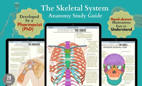 Skull & Skeletal System Anatomy Study Guide Bundle Intro to Anatomy Printable Worksheets Nursing School Study Notes Medical Note PDF