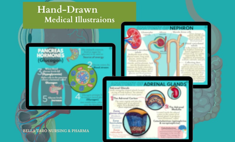Anatomy & Physiology Flashcards | Anatomy Study Guide | Nursing School Notes | Nursing Study | Medical Notes | Instant Download PDF