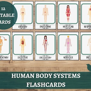 Può includere: 12 schede modificabili sui sistemi del corpo umano. Ogni scheda presenta un'illustrazione a cartoni animati di una persona con un diverso sistema corporeo evidenziato. I sistemi includono: tegumentario, digerente, circolatorio, nervoso, scheletrico, urinario, endocrino, muscolare e respiratorio.