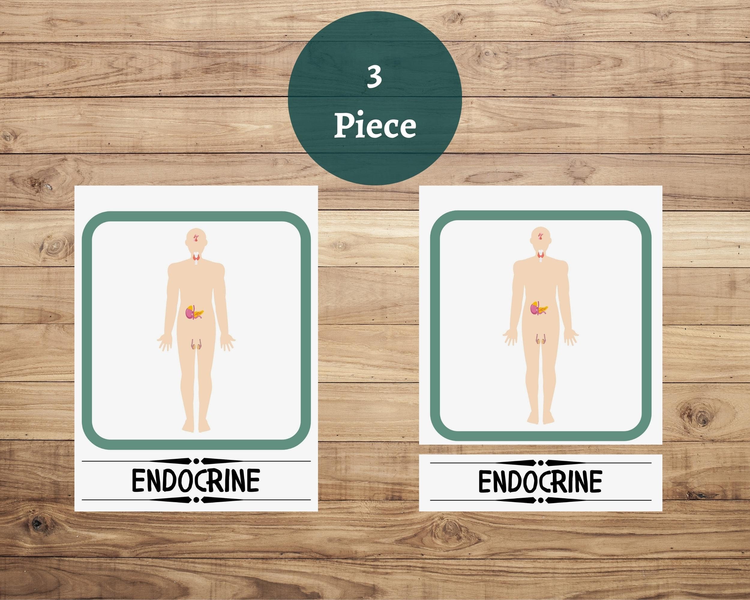 Human Body Systems Flash Cards, Human Anatomy Cards, Biology Science ...