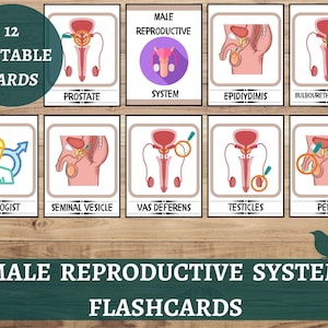 Tarjetas didácticas del sistema reproductivo masculino, Tarjetas didácticas de libros ocupados de anatomía humana masculina, Material de aprendizaje del cuerpo de anatomía humana, Aprendizaje de ciencias de biología