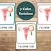 Female Reproductive System Flashcards, Female Human Anatomy Busy Book ...