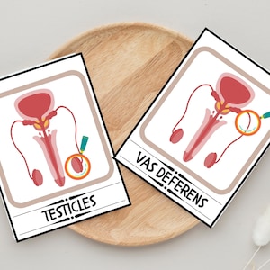 Male Reproductive System Flashcards, Male Human Anatomy Busy Book ...