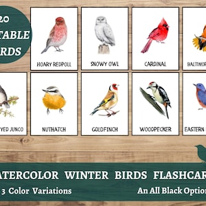 Aquarel wintervogels Flashcards, wintervogels identificatie, nomenclatuurkaarten, natuurstudie print, Homeschool Montessori materiaal