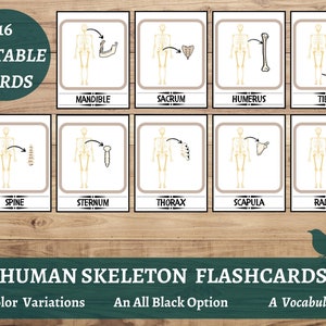 Tarjetas flash de esqueleto, estudio de la unidad de anatomía, tarjetas del cuerpo humano, biología, carpeta de aprendizaje, libro ocupado, tarjetas de huesos, plan de estudios preescolar, órganos