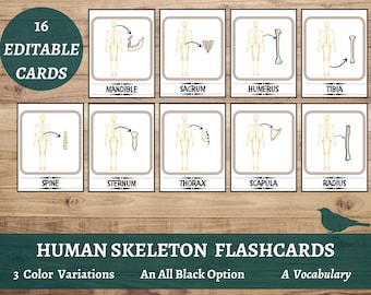 Skeleton Flash Cards, Anatomy Unit Study, Human Body Cards, Biology, Learning Binder, Busy Book, Bone Cards, Preschool Curriculum, Organs