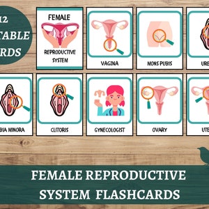 Flashcard sul sistema riproduttivo femminile, Flashcard su libri impegnativi di anatomia umana femminile, Materiale didattico per il corpo di anatomia umana, Scienze biologiche