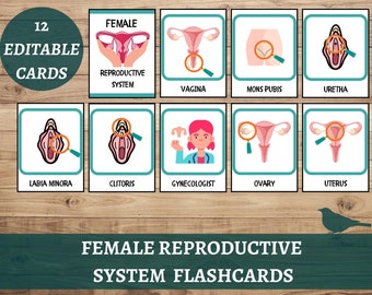 Female Reproductive System Flashcards, Female Human Anatomy Busy Book Flashcards, Human Anatomy Body Learning Material, Biology Science