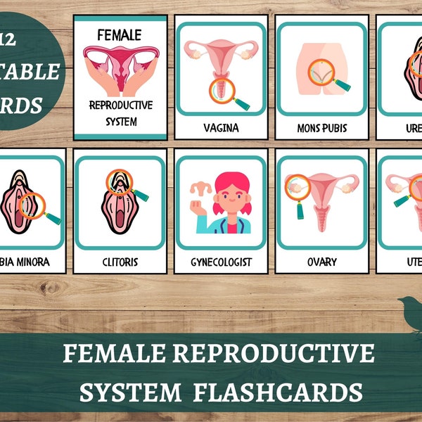 Female Reproductive System Flashcards, Female Human Anatomy Busy Book Flashcards, Human Anatomy Body Learning Material, Biology Science