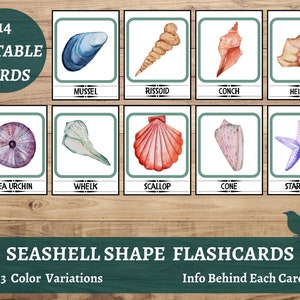 May include: 14 Editable Cards featuring watercolor illustrations of different seashells and sea creatures. The cards include a mussel, a whelk, a scallop, a cone, a star fish, a sea urchin, a helmet, a conch, and a rissoid. The cards are labeled with the name of each creature.