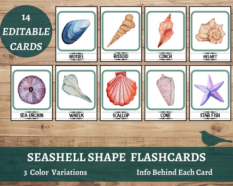 Watercolor Seashell Cards, Classroom Decor, Communication Flash Cards ...