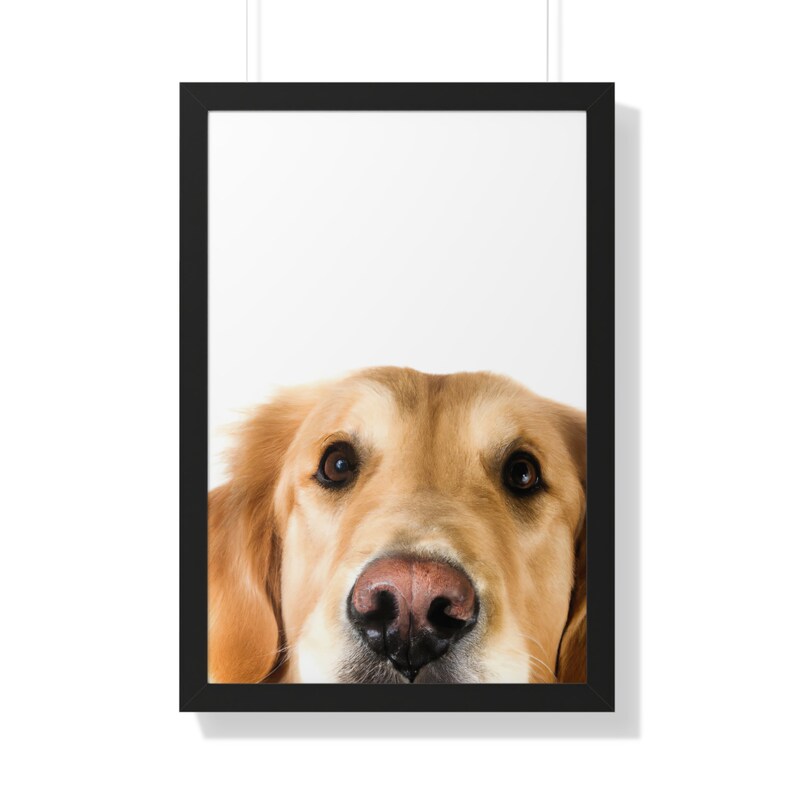 Golden Retriever Peeking Framed Poster Golden Retriever Etsy