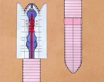 Modello BIG Worm + Dissezione (con diagrammi anatomici del lombrico e chiave del vocabolario)