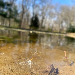 Make a wish