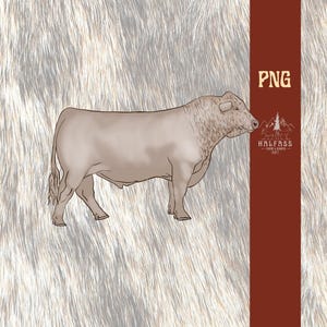 Charolais steer png Charolais bull png cattle ranch western png cow lover cowgirl graphic cattle ranch Charolais png livestock showing clipa