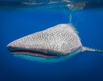 Gentle Giant (whaleshark)