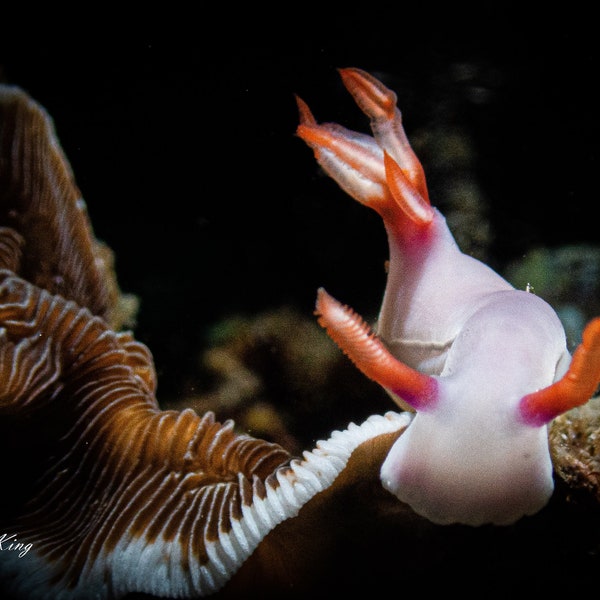 Nudis or Nothing (nudibranch)