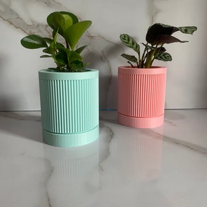 Puede incluir: Dos plantas en macetas en macetas de cer&aacute;mica con nervaduras. La planta de la izquierda est&aacute; en una maceta azul claro y la planta de la derecha est&aacute; en una maceta rosa.