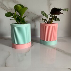 Puede incluir: Dos plantas en macetas de color rosa pastel y azul claro con un dise&ntilde;o acanalado. Las plantas son de estilo moderno.