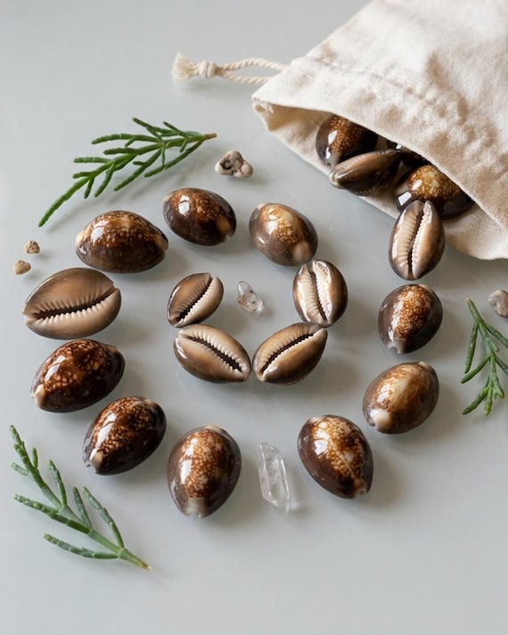 Spiritual | 16 African Cowrie Sacred Shells Oracle Búzios Kit for Divination | Candomblé Orixá