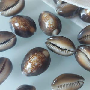 Op de afbeelding: Een verzameling gladde, ovale kaurischelpen met een glanzende afwerking. De schelpen vertonen een kleurverloop van donkerbruin naar beige, waarbij sommige een gespikkeld wit patroon op de bovenkant en een centrale gekartelde opening hebben.