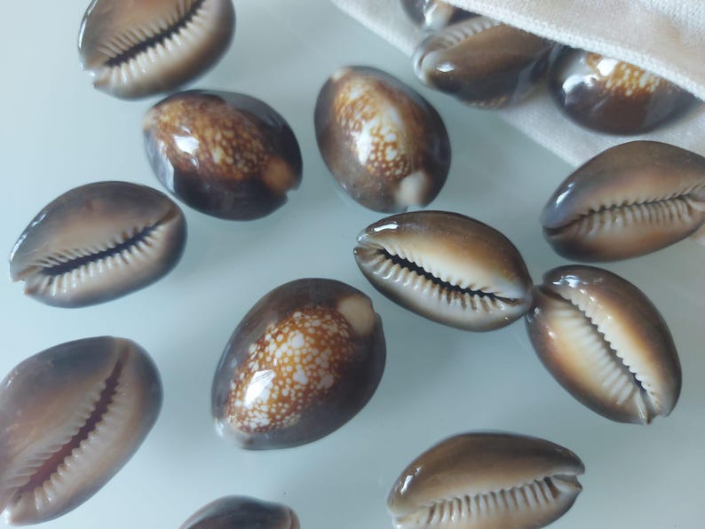 Op de afbeelding: Een verzameling gladde, ovale kaurischelpen met een glanzende afwerking. De schelpen vertonen een kleurverloop van donkerbruin naar beige, waarbij sommige een gespikkeld wit patroon op de bovenkant en een centrale gekartelde opening hebben.