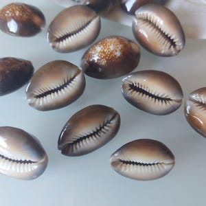 Op de afbeelding: Een verzameling gladde, ovaalvormige kaurischelpen met een kleurverloop van donkerbruin naar cr&egrave;me. Elke schelp heeft een duidelijke centrale spleet met fijne, tandachtige ribbels langs de opening, wat de natuurlijke glanzende texturen benadrukt.