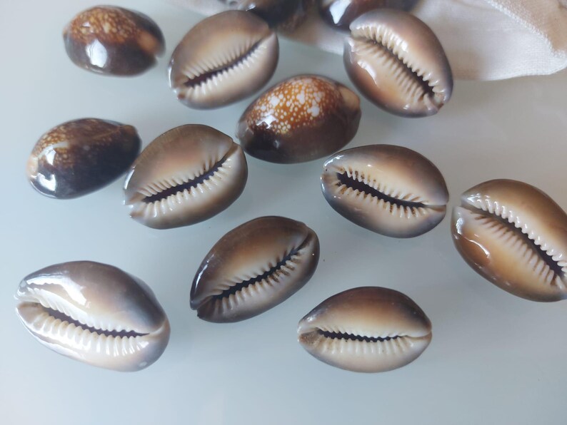 Op de afbeelding: Een verzameling gladde, ovaalvormige kaurischelpen met een kleurverloop van donkerbruin naar cr&egrave;me. Elke schelp heeft een duidelijke centrale spleet met fijne, tandachtige ribbels langs de opening, wat de natuurlijke glanzende texturen benadrukt.